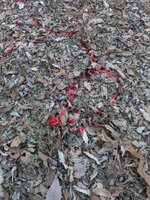 PXL_20251123_215959632.jpg PXL_20251123_215959632.jpg