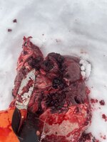 IMG_9585.jpeg IMG_9585.jpeg