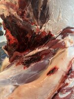 IMG_9590.jpeg IMG_9590.jpeg