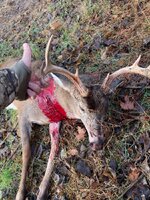 IMG_4604.jpeg IMG_4604.jpeg