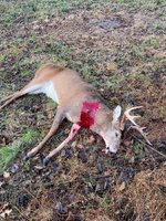 IMG_4605.jpeg IMG_4605.jpeg