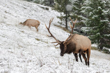 Bull Elk Late Season.jpg