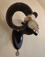 Very-large-Mouflon-Bronze-Medal-Trophy-on-3D-Shield-Ovis-orientalis-musimon-50x45x35-cm_163430...jpg