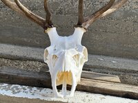 IMG_2628.jpeg IMG_2628.jpeg