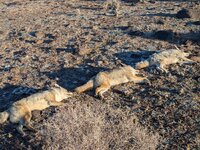 1000004526.jpg 1000004526.jpg