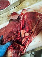 Bull shoulder blade_350 yards_2450 fps impact.jpg