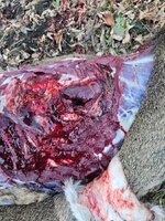 Whitetail_540 yards_2120 fps impact.jpg