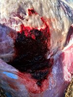 Mule deer entrance_310 yards_2500 fps impact.jpg