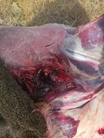 Whitetail exit high shoulder_360 yards_2350 fps impact.jpg