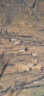 Bull bedded shot_790 yards_1915 fps impact.jpg