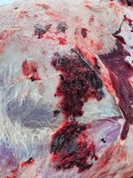 Cow shot 1_470 yards_2275 fps impact.jpg