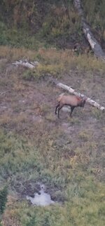 Bull shot 2_670 yards_2075 fps impact.jpg