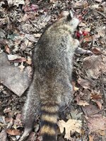 IMG_1168.jpeg