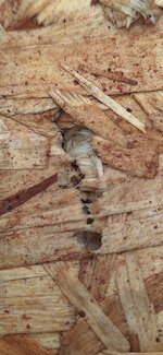 105 Hornady bullet test OSB.jpg