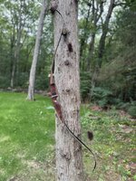 grizzly july 2025.jpeg