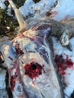 HillsDoe.jpg HillsDoe.jpg