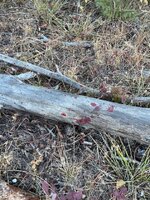 DoeBlood.jpg DoeBlood.jpg