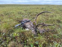 Caribou1.jpg Caribou1.jpg