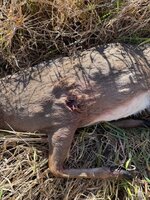 1767374591949.jpeg 1767374591949.jpeg