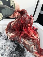 IMG_5913.jpeg IMG_5913.jpeg