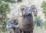 Sheep September 2019 a-1260.jpg