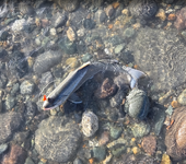 Screenshot 2026-01-07 072142.png