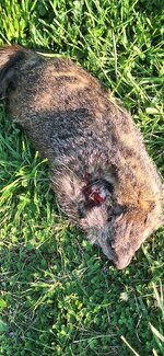 243 - 87 grain Hornady 300 yds chuck.jpg