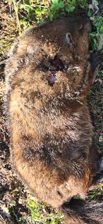 243-87 grain Hornady 300 yds chuck2.jpg