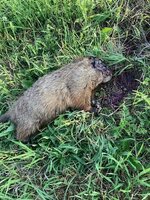 243 100 grain Speer BTSP 420 yds chuck.jpg