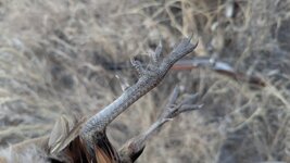 PXL_20260109_143600853.jpg PXL_20260109_143600853.jpg