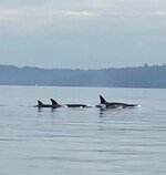 IMG_1159.jpeg IMG_1159.jpeg