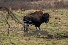 Angry Bison.jpg