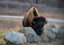Bison On The Rocks v2.jpg