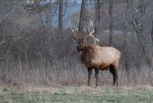 Wary Elk.jpg