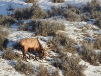 420 Bull On Hoof.JPG