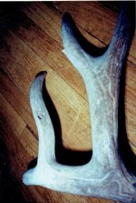 Bullet In Antler.jpg