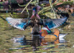 Wood duck -Mandarin 72a-5111.JPG