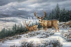 rosemary-millette-limited-edition-artist-proof-print-break-in-storm-mule-deer-52.jpeg