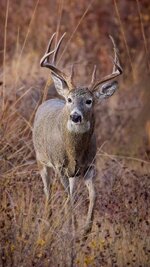montana_buck_resized.jpg