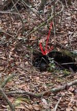 IMG_5414.jpeg IMG_5414.jpeg