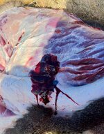 IMG_4867.jpeg IMG_4867.jpeg