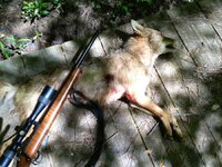 Coyote .17HMR.jpeg