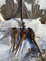 IMG_9655.jpeg IMG_9655.jpeg