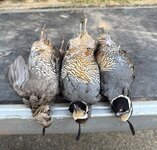 IMG_9223.jpeg IMG_9223.jpeg