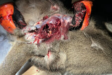 IMG_3648.jpeg IMG_3648.jpeg