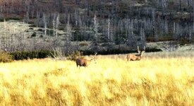 muledeerbucks.jpg
