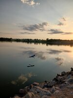 Branched Oak Morning.jpg