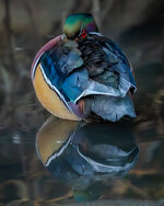 untitled shoot-036-2-Enhanced-NR.jpg