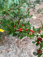 IMG_8312.jpeg IMG_8312.jpeg