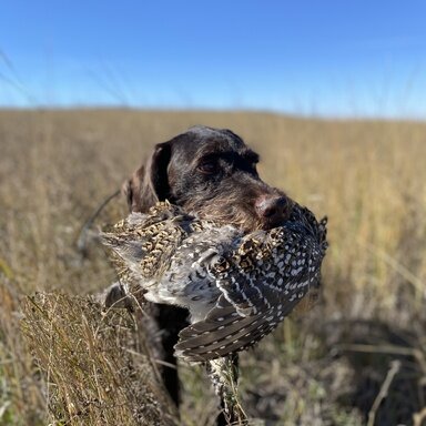 Bare Shaft Tuning A Recurve Rokslide Forum